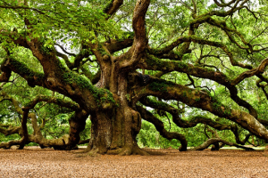 Oak-Tree2-1024x681.png