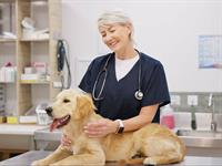shutterstock_2490740163_veterinarian_veterinārs.jpg
