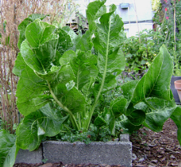Growing-Horseradish-Armoracia-rusticana.png