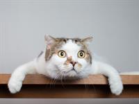Shutterstock_1276621966_surprised cat_izbrīnīts kaķis.jpg