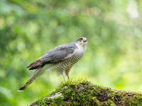 shutterstock_2484692285_eurasian sparrowhawk_zvirbuļu vanags.jpg