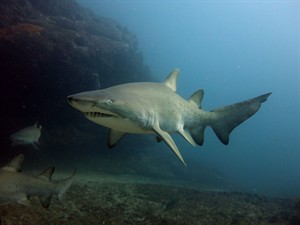 Shutterstock_1149200870_shark_haizivs.jpg