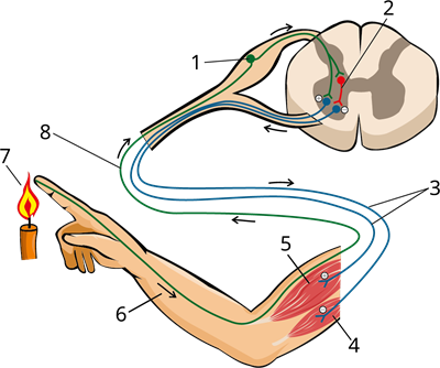 YCUZD_220819_4314_polisinaptiskais reflekss_ar cipariem.png