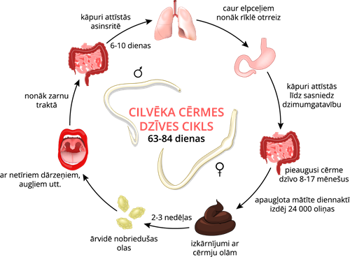 YCUZD_230803_5389_cērmes dzīves cikls.png