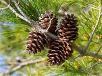 shutterstock_2596147995_pine cones_priedes čiekuri.jpg