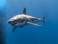 Shutterstock_2325369345_shark_haizivs.jpg