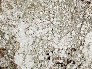 shutterstock_158940014_Pertusaria lichen growing on oak_Kārpu ķērpis aug uz ozola.jpg