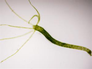 Shutterstock_634524293_hydra_hidra (2).jpg