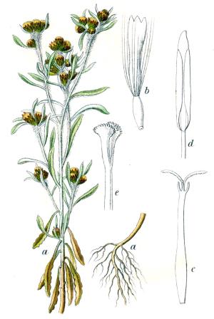 Gnaphalium_uliginosum_Sturm26.jpg
