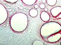 Shutterstock_2087498395_pumpkin root_ķirbja skane.jpg