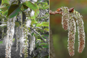 Populus maximowiczii 19241015 006.png