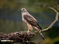 shutterstock_2562713549_hawk_vanags.jpg