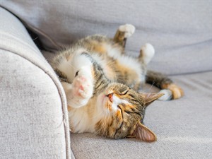 shutterstock_2611010773_cat relaxing_kaķis atpūšas.jpg