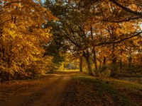 shutterstock_2529620547_autumn_rudens.jpg