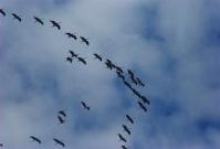 Grus_grus_-migrating_north-6a.jpg