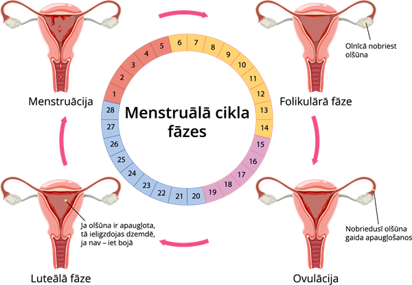 YCUZD_251216_7842_Menstrualais_cikls.png