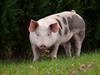 Shutterstock_396061318_pig_cūka.jpg