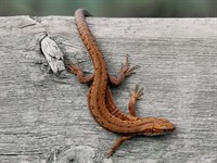 Shutterstock_2046741536_lizard_ķirzaka.jpg