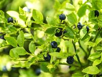 forest-blueberries-1525918_1920.jpg