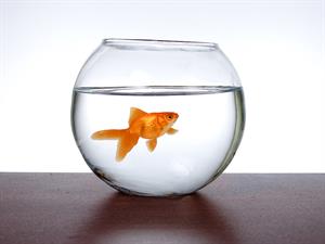 shutterstock_98017718_fish bowl_akvārijs.jpg