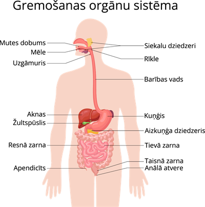 YCUZD_230113_4942_gremošanas orgānu sistēma.png