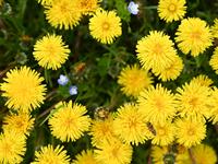 shutterstock_2488655287_dandelions_pienenes.jpg