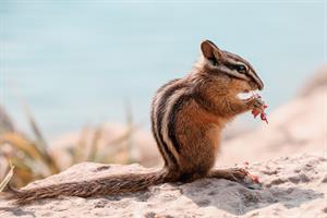 chipmunk-pix.jpg