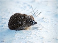 shutterstock_2141434601_hedgehog in winter_ezis ziemā.jpg