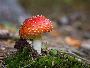 shutterstock_2529999927_fly agaric_sarkanā mušmire.jpg