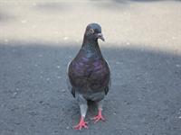 shutterstock_2443749815_pigeon_balodis.jpg