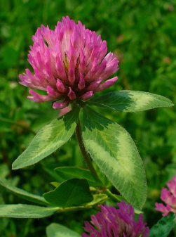 Trifolium_pratense_002.png