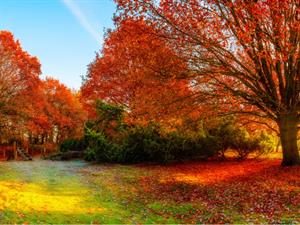 shutterstock_717460084.jpg