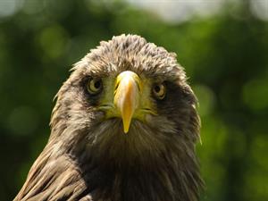 Shutterstock_645805804_eagle_ērglis.jpg