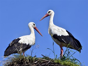 shutterstock_149755727_storks in the nest_stārķi ligzdā.jpg