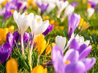 shutterstock_1680833275_crocus_krokuss.jpg