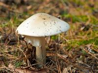 shutterstock_326737601_death cap_zaļā mušmire.jpg