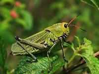 shutterstock_2416194905_grasshopper_sienāzis.jpg