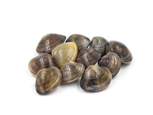Shutterstock_2147437129_clams_gliemenes.jpg