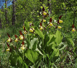 Cypripedium_calceolus_02_mg-k.png