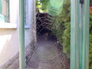 shutterstock_2381780323_spider web_zirnekļu tīkls.jpg