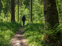 shutterstock_2475002883_walking in forest_pastaiga mežā.jpg