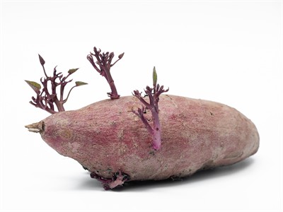 shutterstock_2006333024_sweet potato is sprouting young sprouts_saldais kartupelis dzen jaunus dīgstus.jpg