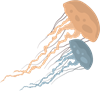 YCUZD_230709_5338_picture__die Qualle.png