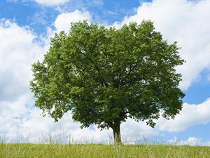 shutterstock_2629769681_Solitary English oak_Vientuļais parastais ozols.jpg