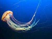 Shutterstock_1510632935_jellyfish_medūza.jpg