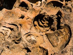 Shutterstock_508134790_rocks with embeded fossils_akmeņi ar iegultām fosilijām.jpg