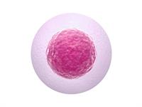 Shutterstock_2147188259_egg cell_olšūna.jpg