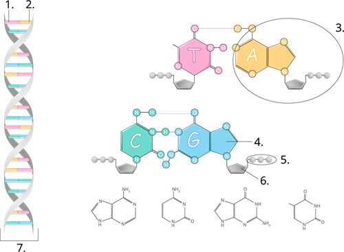 YCUZD_230914_5549_DNS struktūra_ar cipariem_3.png