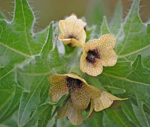 Hyoscyamus-niger1.png
