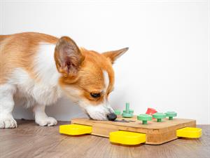 shutterstock_2340907407_dog educating_suns attīstās.jpg